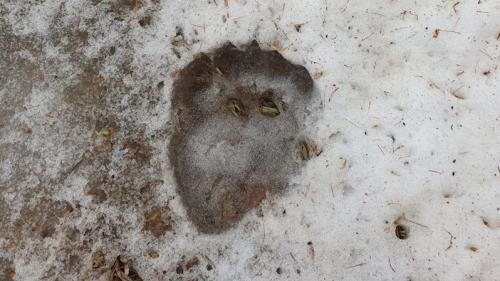 Foto: Amt für Jagd und Fischerei