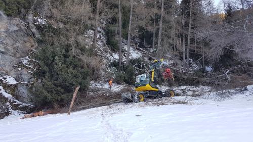 Ün collavuratur da l’uffizi forestal dal cumün da Val Müstair rumischa insembel cun ün’impraisa forestala la bos-cha terrada da la naiv.	(fotografia: Jörg Clavadetscher).