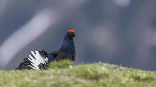 Seit 30 Jahren werden in Graubünden die Bestände der Birkhühner systematisch erfasst. Im Bild ein bei Ardez fotografierter Birkhahn. Foto: Cesare Mauri