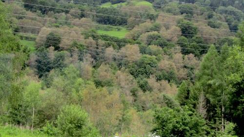 Im Bergell hingegen geben Erlen (und Eschen) ein etwas klägliches Erscheinungsbild ab. Foto: Katharina von Salis