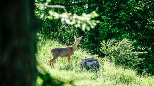 In Regionen mit grossen Wald-Wild-Konflikten muss auch der Rehbestand stärker reguliert werden, weil das Reh als Schadensverursacher im Wald eine entscheidende Rolle spielt. Foto: Jon Duschletta