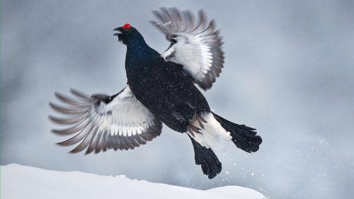 Balzender Birkhahn im Dezember. Foto: Claudio Gotsch