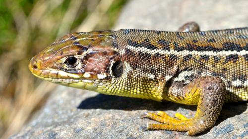 Die kleine Mauereidechse sonnt und wärmt sich an den frühlingshaften Sonnenstrahlen im Bergell. Foto: Jürgen Penner