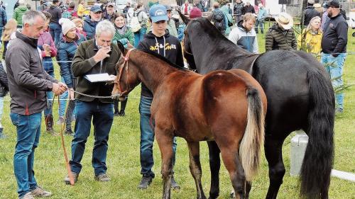 Das Siegerfohlen in Zernez: Hengstfohlen Nuri, Nejack-Sohn von Andi Pua aus Sent. 		Foto: Benedict Stecher