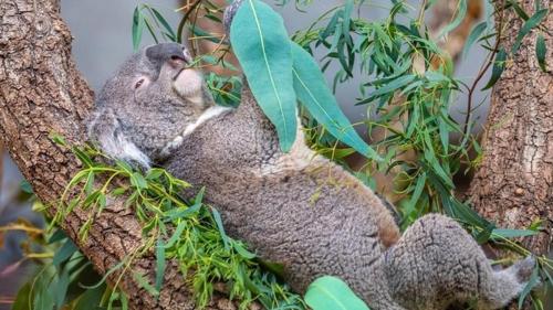 Foto: Albert Schmidmeister/Zoo Zürich