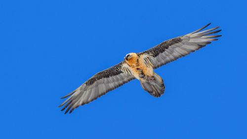 In Graubünden sind die Brutpaare besonders produktiv. Die Wiederansiedlung ist geglückt und die Bestände wachsen. Foto: Schweizerischer Nationalpark, Hans Lozza