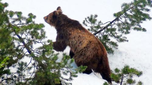 L’uors M13 vaiva pisserà avant desch ons per furori in Engiadina ed illa Val Poschiavo. Ma el ha eir güdà a sclerir ün mordraretsch (fotografia: Mario Riatsch).