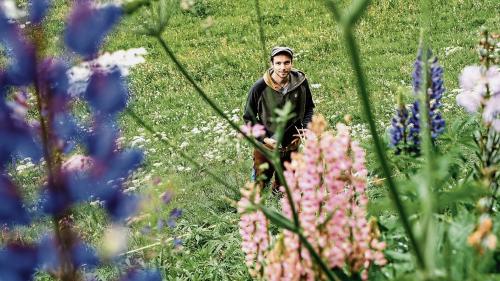  Georg Flückiger bei einem seiner Untersuchungsfelder am St. Moritzersee. Lupinen gedeihen oft in der Nähe von Gärten. Foto: Jon Duschletta