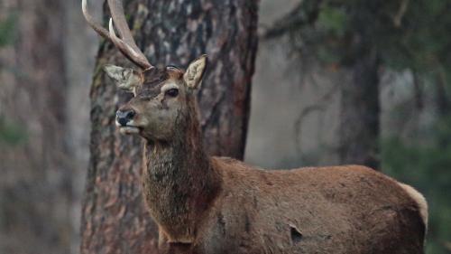 Dieser Hirsch hat einen Teil seines Geweihs abgestossen (Foto: Giuliano Crameri).