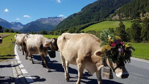 La s-chargiada da l’Alp Mora da Müstair ha lö hoz sonda. Intant cha otras alps in Grischun han stuvü s-chargiar plü bod pervi da la stà sütta. fotografia: mad