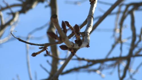 Die Blattknospen der Rosskastanien, die den Weg von Sent Richtung Val Sinestra säumen, kündigen den Frühling an. Foto: Bettina Gugger