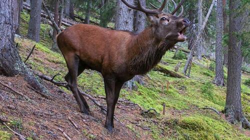 Ein röhrender Hirsch, aufgenommen von einer Fotofalle im Schweizerischen Nationalpark. Foto: z. Vfg