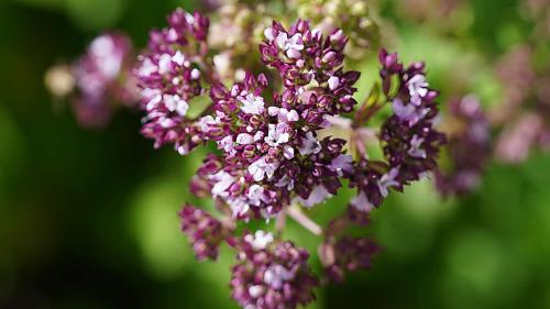 Dost ist oft Teil von Oregano Gewürzmischungen. Fotos: z. Vfg.