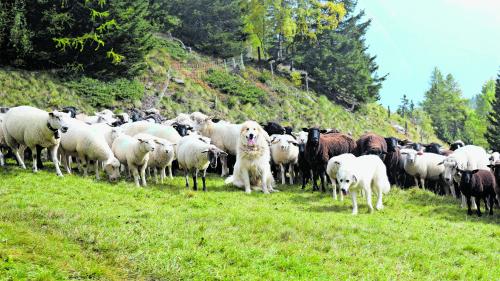 Die Pyrenäenhunde Cello, Öri und Alfa teilen sich einen aussichtsreichen Arbeitsplatz. Er liegt auf gut 1800 Metern Höhe (Foto: Imke Marggraf). 