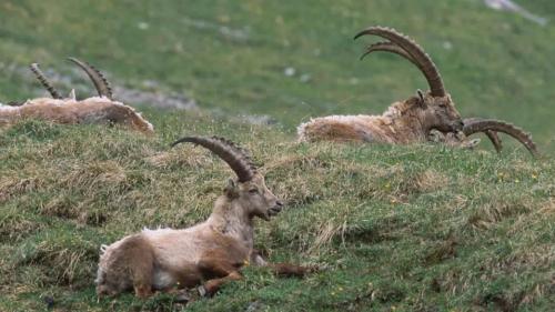 A man da la DNA da capricorns i’l PNS es gnüda cumprovada üna nouva metoda da retschercha fond adöver da l’aua (fotografia: mad).