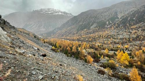 Blick aus der Val Morteratsch mit Moräne und gelben Lärchen.  Foto: Kantonspolizei Graubünden