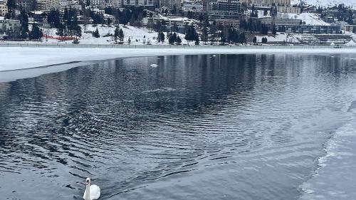  Der Schwan hält sich am Einfluss des Inns in den St. Moritzersee auf. Foto: Reto Stifel