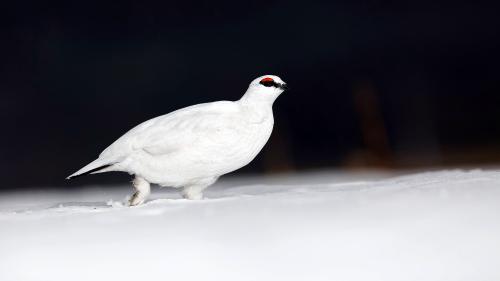 40 pertschient da l’intera populaziun da la giallina alba viva in Svizra. Quia ün exemplar cul pail alb d’inviern. fotografia: Jakob Hochueli