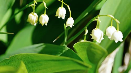 Die Namen dieser Gift- und Heilpflanze sind mannigfaltig. Mayerisli, Convoierl, Maililie, Faltrianblume, Marienglöckchen oder Maiblume, um nur die meistverbreiteten Namen zu nennen. Foto: Jürg Baeder