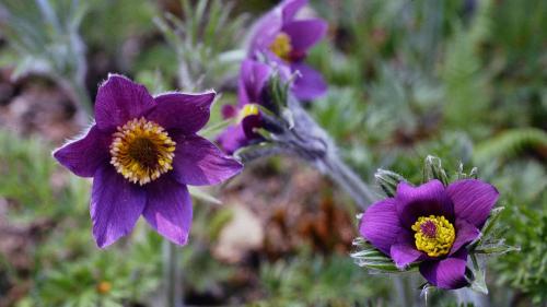 Violette Blüten, giftige Inhaltsstoffe: die Küchenschelle. Foto: Jürg Baeder