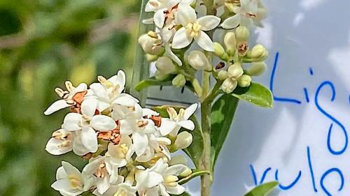 Ligusterbeeren und Ligusterblüten sind ansprechend anzuschauen. Fotos: Jürg Baeder