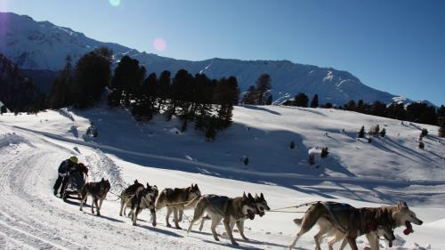 Aufgrund der aktuellen Wetterlage muss das Schlittenhunderennen in Tschierv abgesagt werden (Foto: z. Vfg)