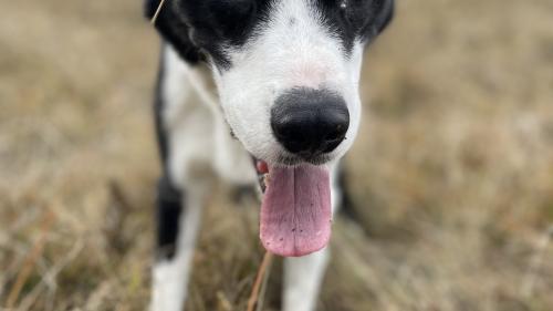 Milo, der "Piratenhund". Foto: Fadrina Hofmann