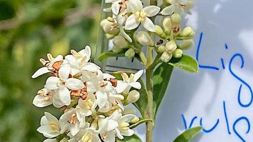 Ligusterbeeren und Ligusterblüten sind ansprechend anzuschauen. Fotos: Jürg Baeder