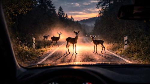 Besonders in der Dämmerung ist Vorsicht geboten: Wildtiere können unvermittelt die Strasse überqueren. Mit der Umstellung auf die Winterzeit steigt die Unfallgefahr zusätzlich. Symbolfoto: SUST