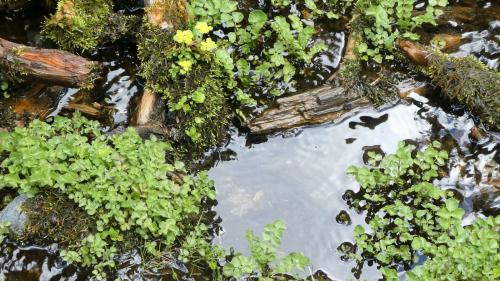 Die Brunnenkresse wächst bevorzugt in fliessenden, sauberen Gewässern und ist eine reichhaltige Quelle für Vitamine und Mineralstoffe. Foto: Jürg Baeder