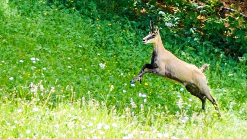 Für Gamsjäerinnen und Gamsjäger war 2026 eine gute Hochjagd. Foto: Jon Duschletta
