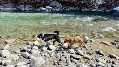 Der einäugige Milo und der kleine Scout sind meistens gemeinsam auf Achse. Foto: Fadrina Hofmann