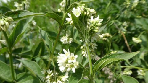 Die Schwalbenwurz (Vincetoxicum hirundinaria). Foto: Jürg Baeder