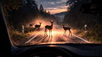Besonders in der Dämmerung ist Vorsicht geboten: Wildtiere können unvermittelt die Strasse überqueren. Mit der Umstellung auf die Winterzeit steigt die Unfallgefahr zusätzlich. Symbolfoto: SUST